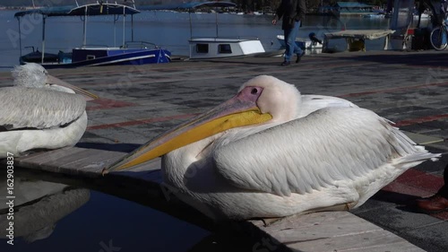 Fethiye, Turkey - 16th of January, 2017: 4K Zoom out two pelicans resting in harbor photo