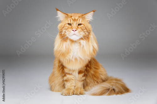 Fototapeta Naklejka Na Ścianę i Meble -  Beautiful maine coon cat