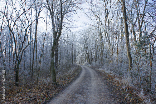 road frost forest winter december