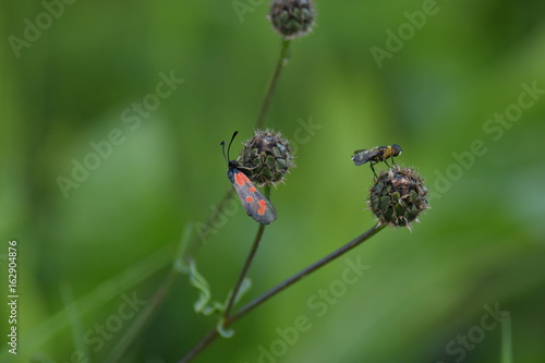 Macro bugs commensalism on the grass