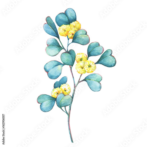 A branch of Eucalyptus websteriana   Heart-leafed  Silver gum   flowers  plant also known as Yellow Box Gum. Watercolor hand drawn painting illustration  isolated on white background.