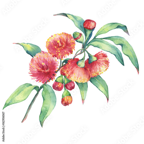 A branch of Eucalyptus sideroxylon (or mugga, red ironbark or mugga ironbark) flowers, plant also known as Yellow Box Gum. Watercolor hand drawn painting illustration, isolated on white background. photo