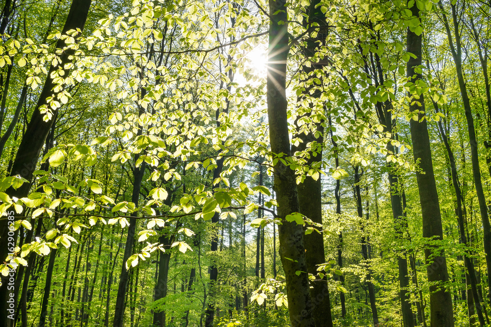 Obraz premium Słońce w lesie liściastym