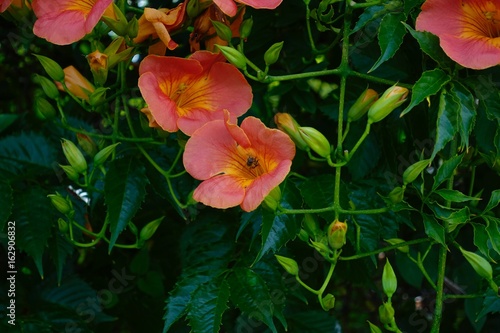 蜂　蜜
