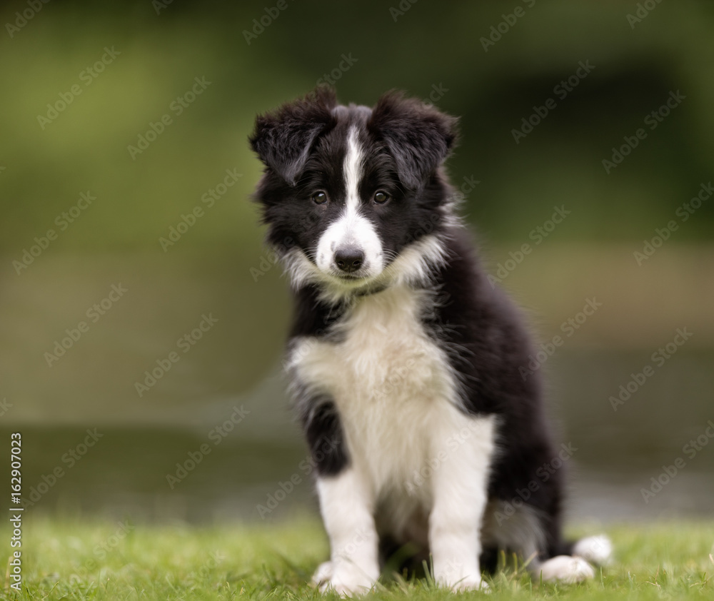 Border collie dog puppy