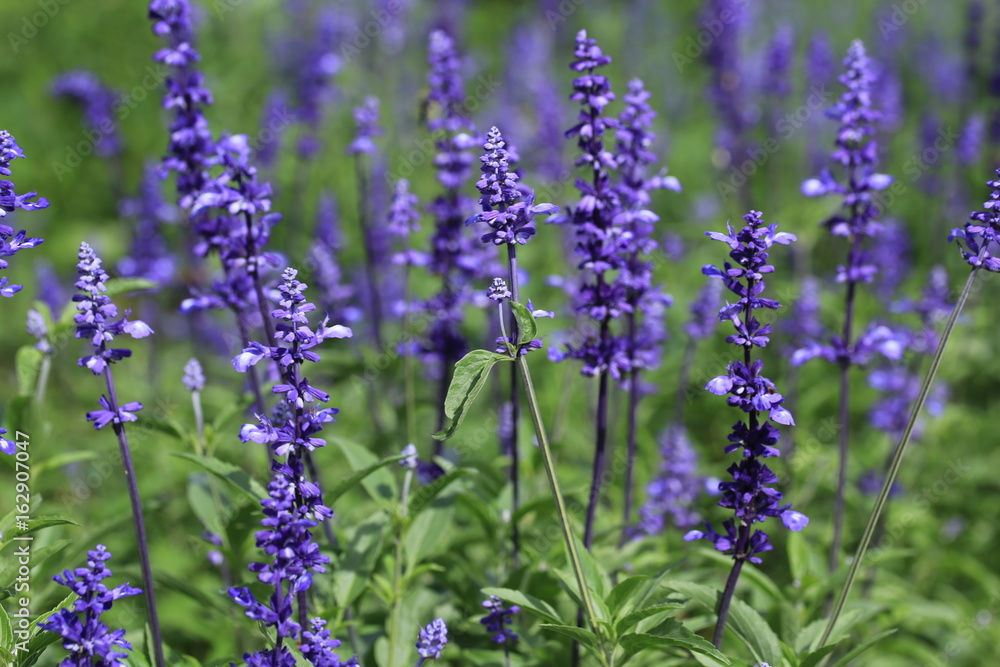 Fototapeta premium 青山高原のラベンダー畑