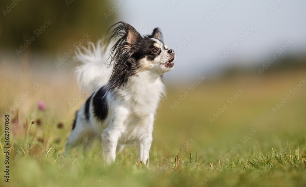 Chihuahua dog Chihuahua dog