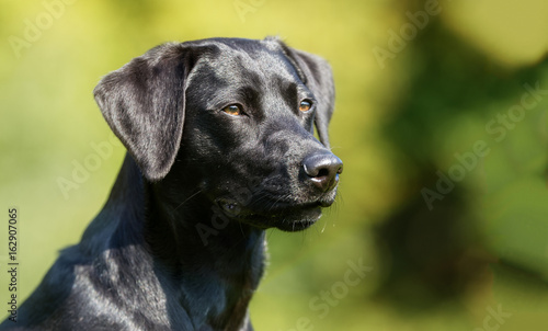 Wallpaper Mural Black labrador dog Torontodigital.ca