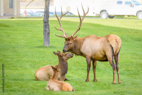 Φωτογραφία Bull Elk with Two Does Grazing on Historic Parade Ground Lawn, Mammoth Hot Sprin