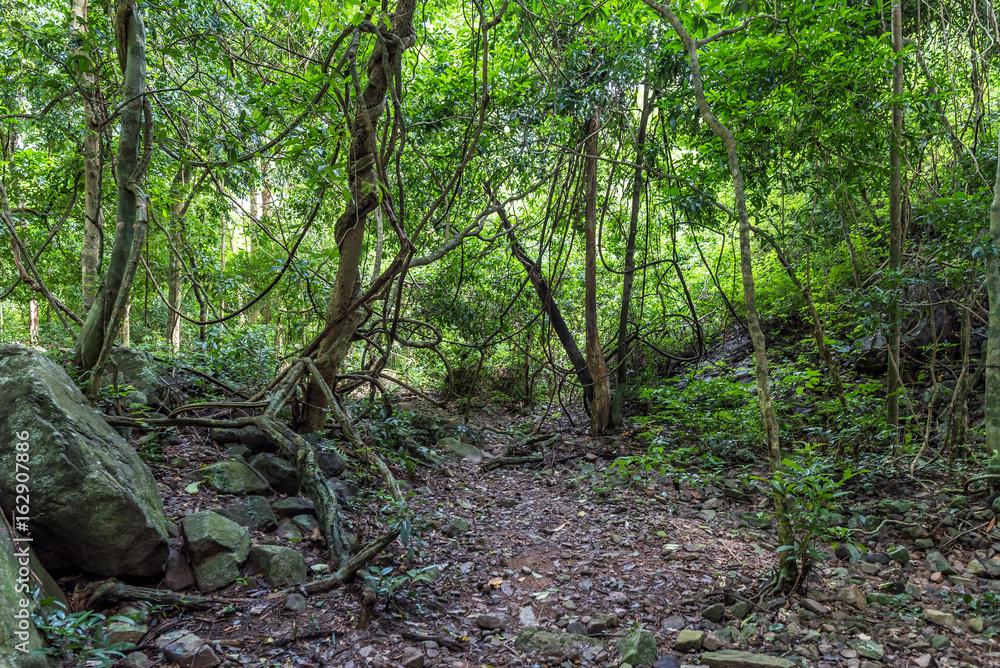 Tropical rainforest in Khao Yai National Park,Thailand