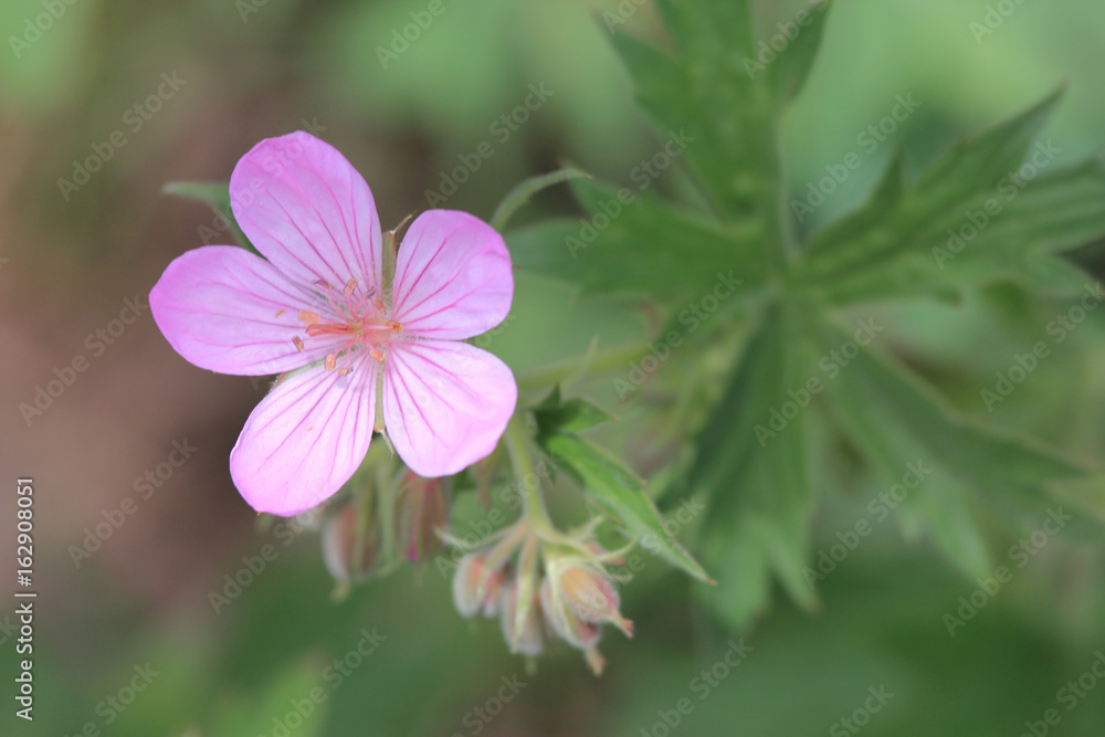 Obraz premium Pink Flower
