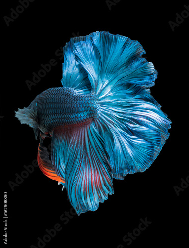 beautiful fish tail of siamese fighting fish,