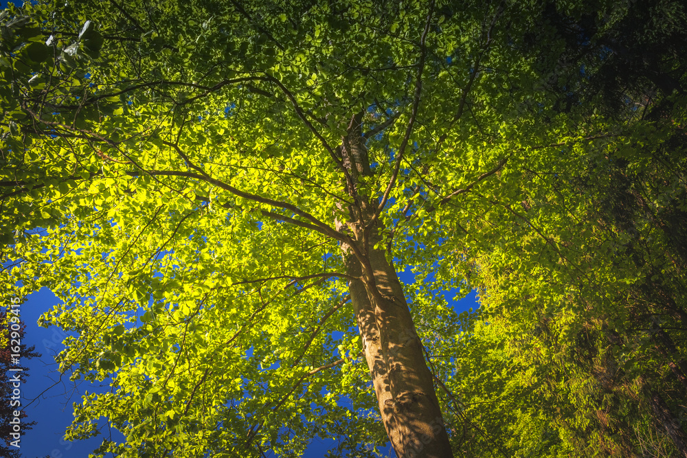 Fototapeta premium Sonne im Wald