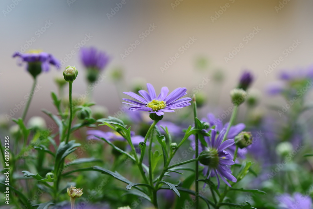 Fototapeta premium aster