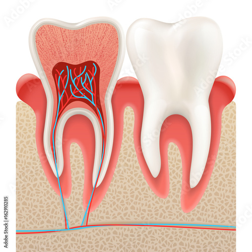 Tooth anatomy closeup cut away. EPS 10