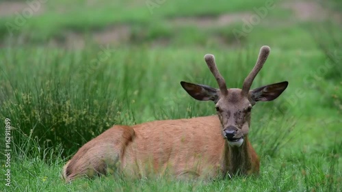 Wallpaper Mural Rothirsch Spießer wird von Mücken geplagt, Sommer Torontodigital.ca