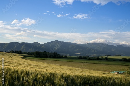 Wheat field during sunset. Slovakia