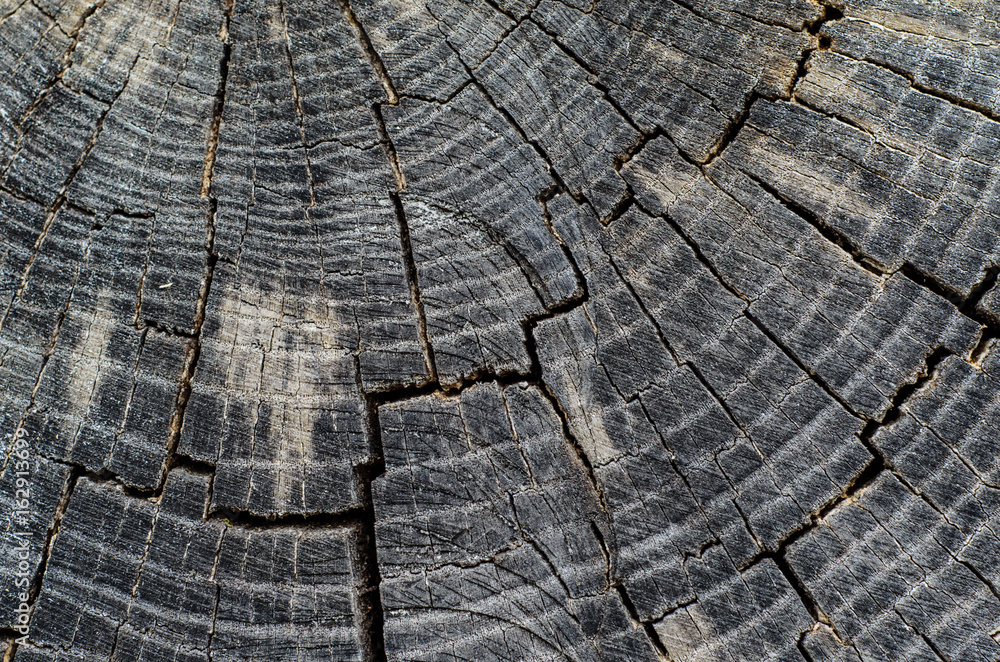 Fototapeta premium Wooden texture for background