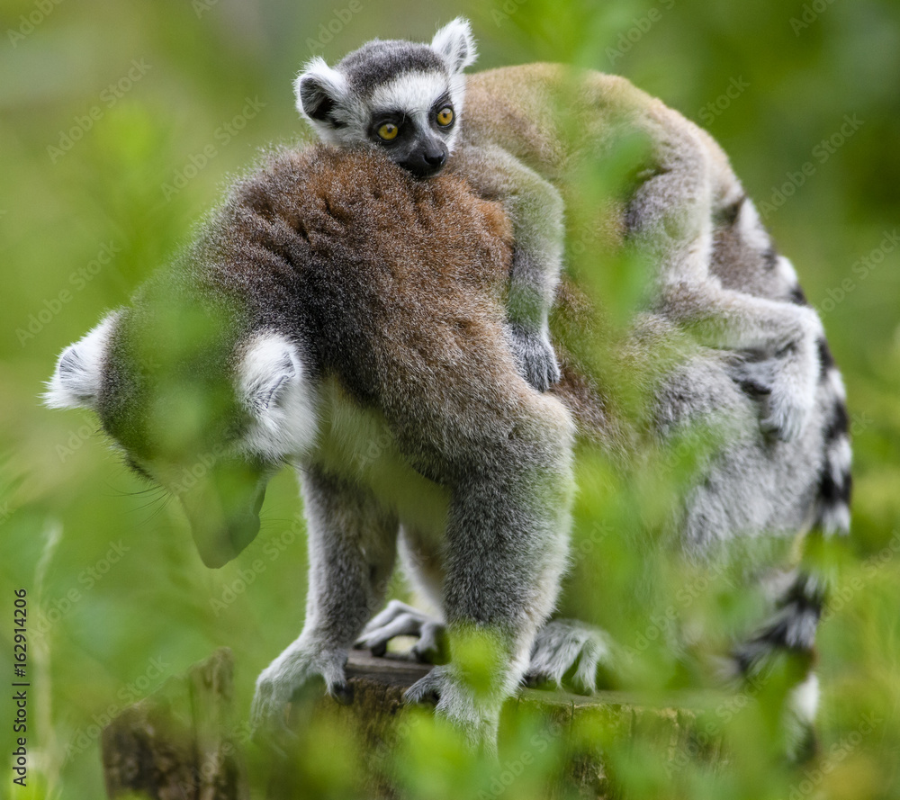 Fototapeta premium Lemur catta baby on the mother's back/Lemur catta baby and mother/Lemur Catta