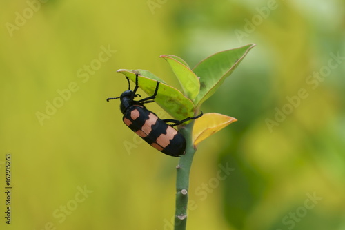 Photos Beetle and young shoots