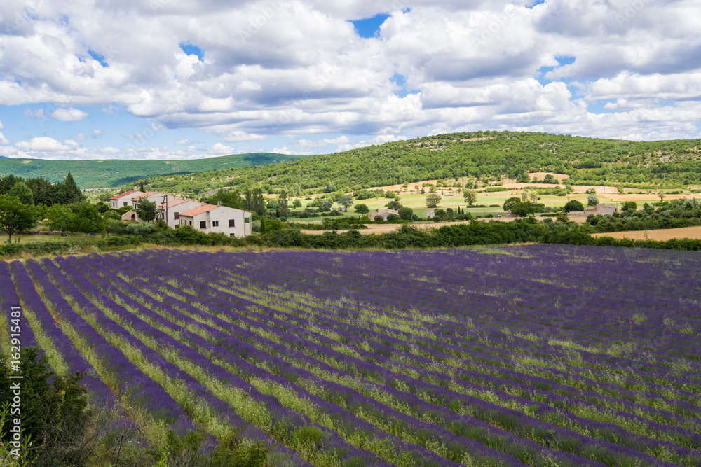 Paysage rural de Provence, France. Champ de lavande.