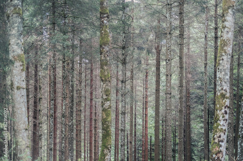 Fototapeta Naklejka Na Ścianę i Meble -  The forest