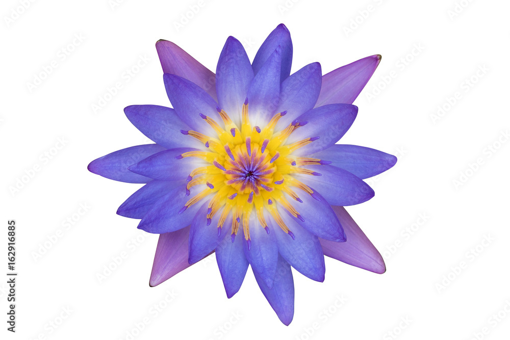 TOP view purple lotus flower isolated on white background.(With clipping path.) TOP view purple lotus flower isolated on white background.(With clipping path.)