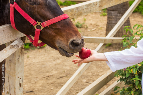 Horse, muzzle close-up. A woman's hand gives the animal an apple. A hot summer day. The horse is bay, standing in a pen under the open sky.