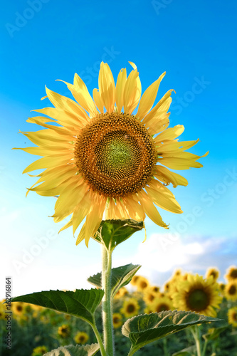 Sunflower with bright sky