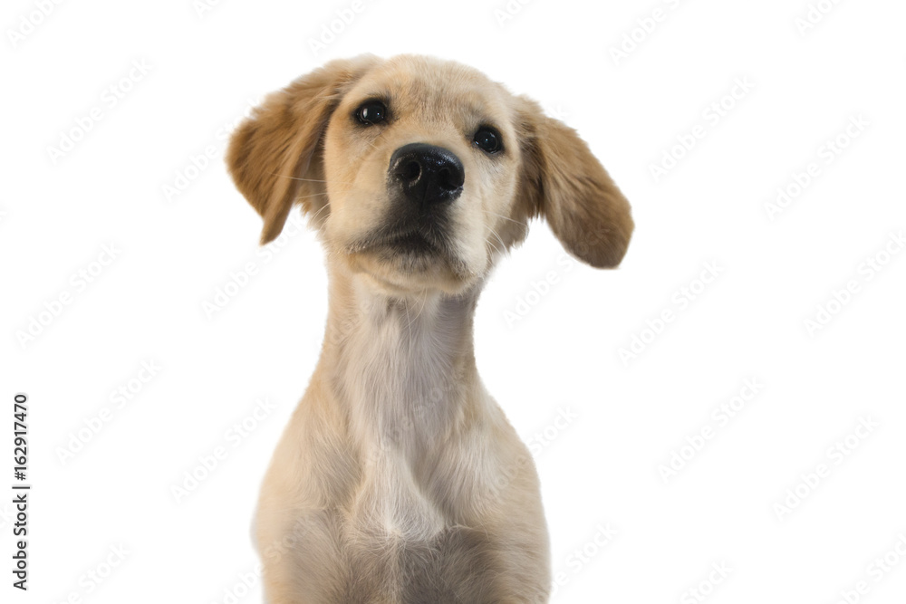 portrait of a naughty curious cute golden retiever puppy isolated on white peeking at your over the edge of the image portrait of a naughty curious cute golden retiever puppy isolated on white peeking at your over the edge of the image