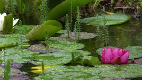 Zooming in on a red water lily flower in a garden pond while it rains photo