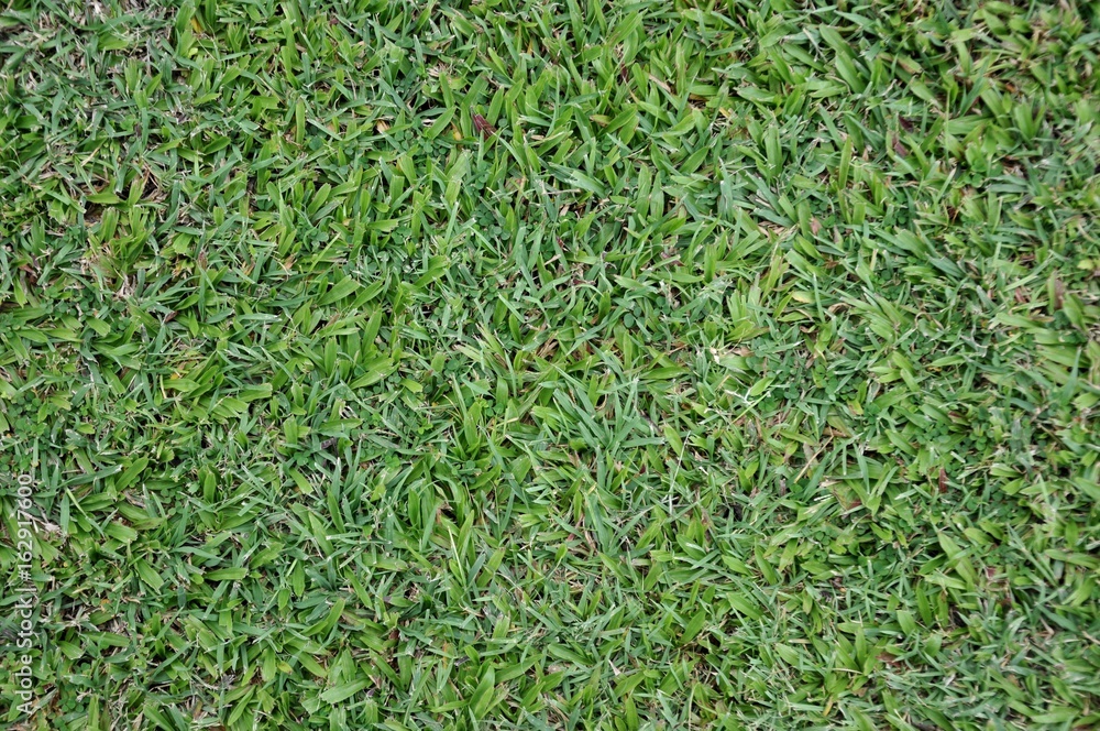 green grass background green grass background