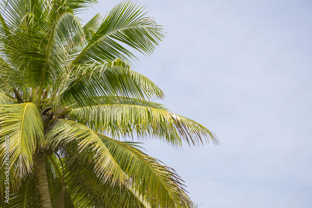 Fototapeta premium Green bush trees with clear sky background.