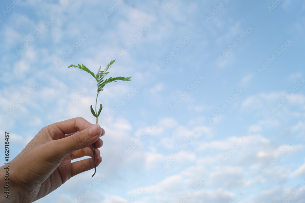 Woman's hand holds sprout of a acacia tree on the blue sky background. Concept of income and business or growth and development Woman's hand holds sprout of a acacia tree on the blue sky background. Concept of income and business or growth and development