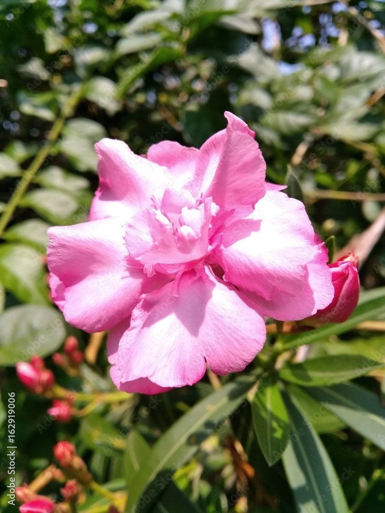 Obraz premium my first