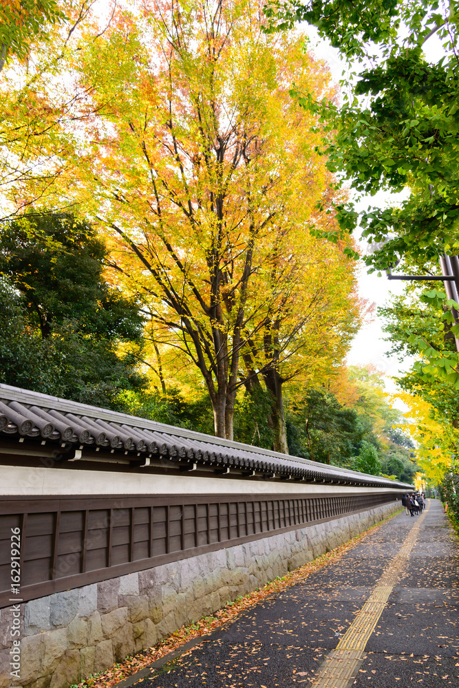 Ancient Traditional Japanese stone wall and old tiled roof and beautiful autumn color yellow, orange and red of Japan maple .leaves in Koishikawa Korakuen graden with blue sky, tokyo, Japan