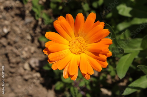  Pot Marigold  flower  or Ruddles  Common Marigold  Garden Marigold  English Marigold  Scottish Marigold  in Ulm  Germany. Its Latin name is Calendula Officinalis  native to southern Europe.