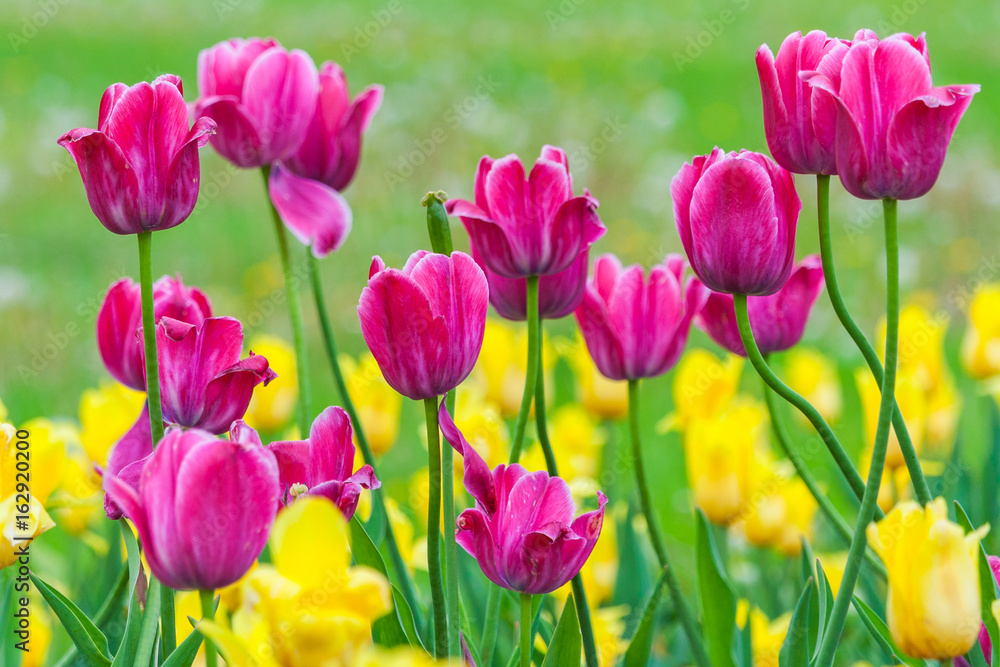 yellow and pink tulip field