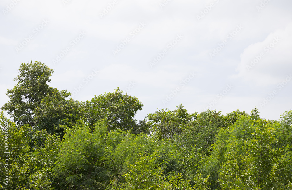 Green bush trees with clear sky background.