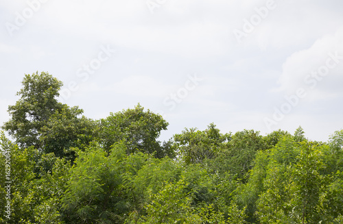 Green bush trees with clear sky background.