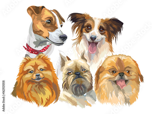 Fototapeta Naklejka Na Ścianę i Meble -  Set of small dog breeds