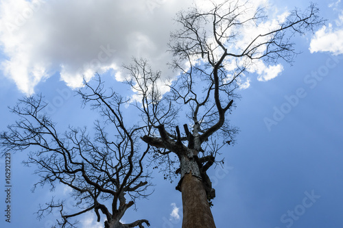 dry dead branches of tree on white cloud and blue sky background.
