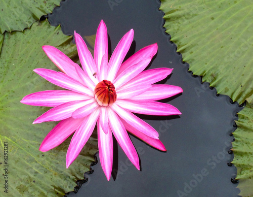 Pink LilyFlower on Pond photo