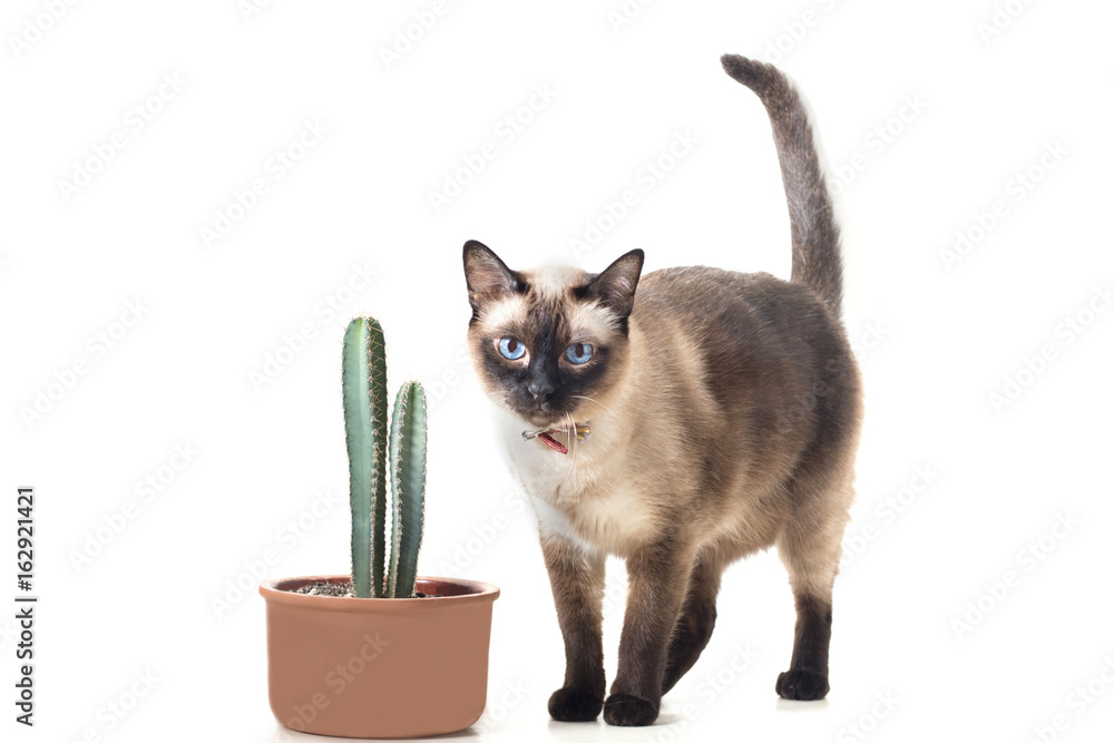 An Isolated Siamese Cat Looking Through The Camera with Cactus Beside on a White Background