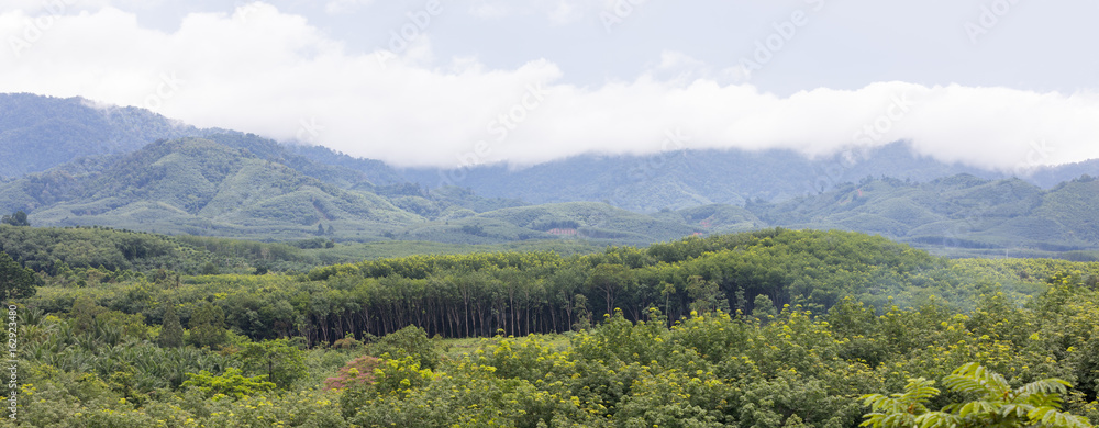 Expanses of tropical forests in the rainy season