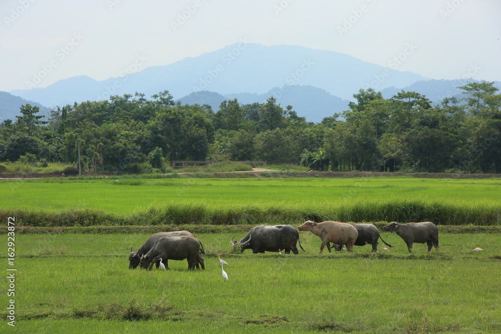 Buffalo Asiatic Buffalo Asiatic