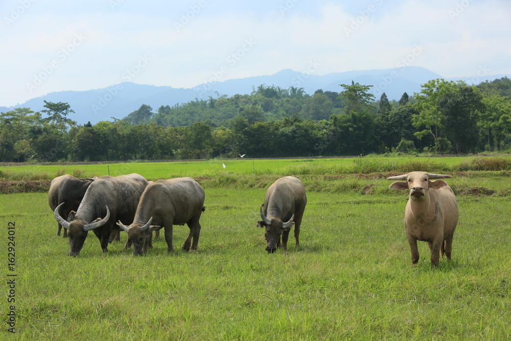 buffalo asiatic buffalo asiatic