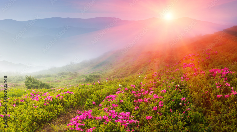 Fototapeta premium Piękny wschód słońca w górach wiosny. Widok wzgórz pokrytych rododendronami ze świeżych kwiatów. Panoramiczny krajobraz.
