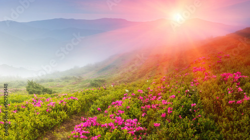 Beautiful sunrise in the spring mountains. View of  hills, covered with fresh blossom rhododendrons. Panoramic landscape.