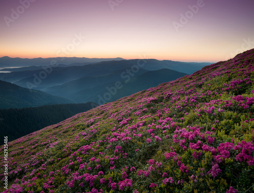 Flowers in the mountains during sunrise. Beautiful natural landscape in the summer time